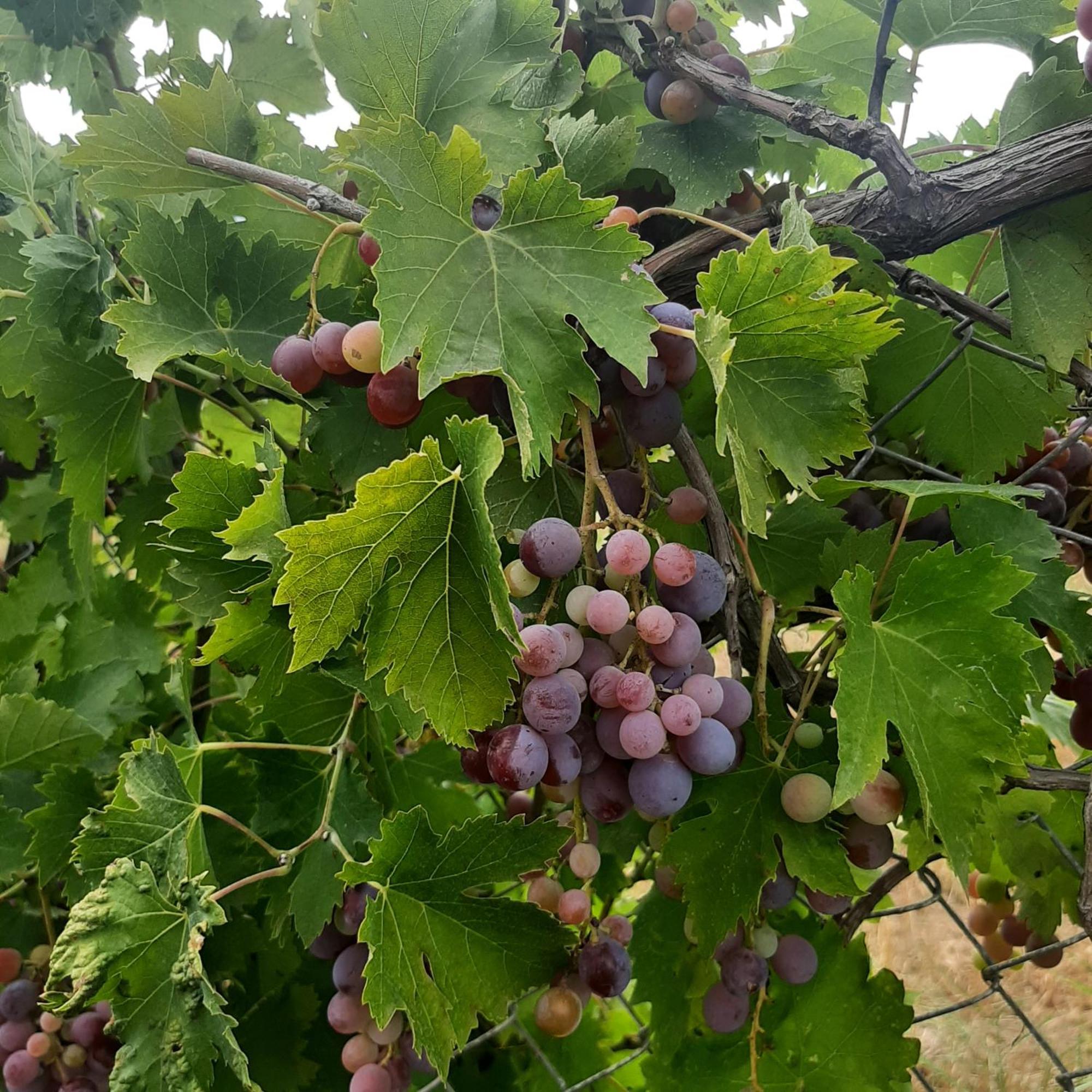 Αρχοντικό Παπανικολάου Villa Ligaria  Ngoại thất bức ảnh